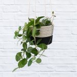 Hoya Australis - In 21CM Mia Melange Liquorice Hanger
