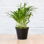 Parlor Palm - 15CM Nursery Pot