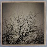 Reaching Trees Square 1 Art Print - 100 X 100CM Framed Canvas With Natural Wood Frame
