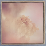 Blush Dreams Hydrangea 1 Art Print - 30 X 30CM Framed Canvas With Natural Wood Frame