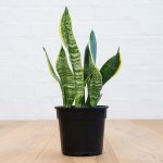 Mother In Law's Tongue - 15CM Nursery Pot
