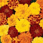 Marigold Durango Mix Seed - 500 De-tailed Seed