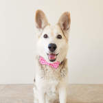 The Fuchsia Is Pink Dog Bow Tie - Regular