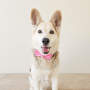 The Fuchsia Is Pink ~ Dog Bow Tie - Regular