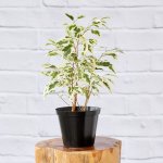 Ficus Starlight - In 15CM Nursery Pot