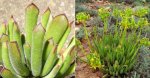 Cotyledon Campanulata Long Leaf 4LT