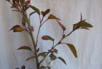 Hibiscus Autumn Leaf Red 20LT