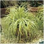 Carex Evergold 15CM Pot
