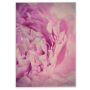 Peonies 2 Art Print - 100CM X 150CM / No Frame Print Only