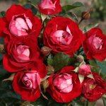 Kissing Ayeye Rose Std 90CM