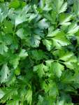 Parsley Plain Flat Leaf Seed - 500 G Raw Seed