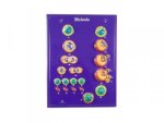 Meiosis Model