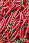 Chilli Cayenne Red 15CM Pot