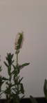 Lavendula Stoechas White Flower 15CM Pot