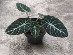 Alocasia Sanderiana Black Velvet Seedlings - 3 Plug Plants