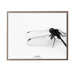 Dragonfly I Art Print - A4