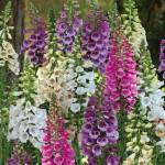 Digitalis Dalmation 19CM Pot