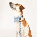 Dog Lead Oopsie Daisy - Medium