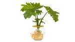 Fishbowl With Philodendron Selloum