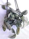 Pothos – Silver Splash 20CM Hanging Basket