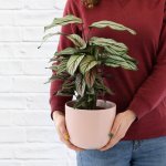 Calathea Majestic Star - In Pink Moon Planter