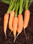Carrot Chantenay Karoo Seed - 5 G Raw Seed