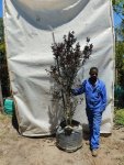 Lagerstroemia Black Diamond ‘lavender Lace’ 70LT