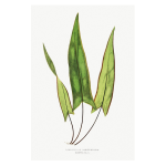 Gathering Green 17 Art Print
