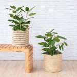 Ficus Audrey - Large - 30CM Nursery Pot - 3 Stems Per Pot