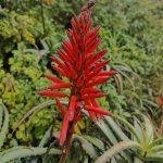 Aloe Mr Winter 4LT
