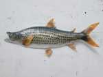 Tiger Fish 90 Cm