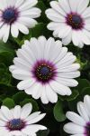 Osteospermum Akila White Purple Eye Seed - 5 Raw Seed