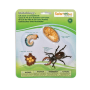 Safariology Life Cycle Of A Stag Beetle