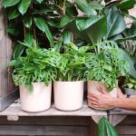 Swiss Cheese Plant - 16CM Hanging Basket