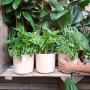 Swiss Cheese Plant - 16CM Hanging Basket