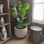 Fringe Round Japi Planter Sandstone - Large