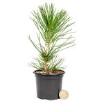 Japanese Black Pine Stock - 3 Year Old Material Release Date 2024