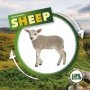 Life Cycle Of A Sheep   Hardcover