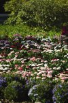 Bellis Bellisima Mix Seed - 500 Pelleted Seed