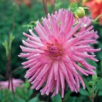 Dahlia Cactus – “lilac Veil” Bulbs