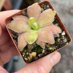 Butterwort Pinguicula Cv. Marciano