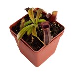 Tropical Pitcher Nepenthes 'mr Smee' - Older Plant In 21CM Hanging Basket