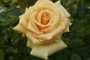 Brass Trumpet Hybrid Tea Rose 5LT