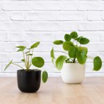 Chinese Money Plant - 12CM Plant In 13CM Black Moon Planter