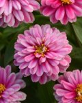 Zinnia Zahara Double Raspberry Ripple Seed - 10 Raw Seed