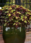 Coleus Premium Pineapple Surprise Seed - 10 Pelleted Seed