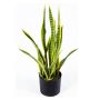 - Artificial Sansevieria Snake Plant With Pot & Moss - 75CM