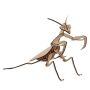 - 3D Wooden Model Insects Praying Mantis