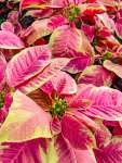 Poinsettia Mixed - Pink And Yellow