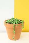 String Of Pearls Beads - 12CM Variegated